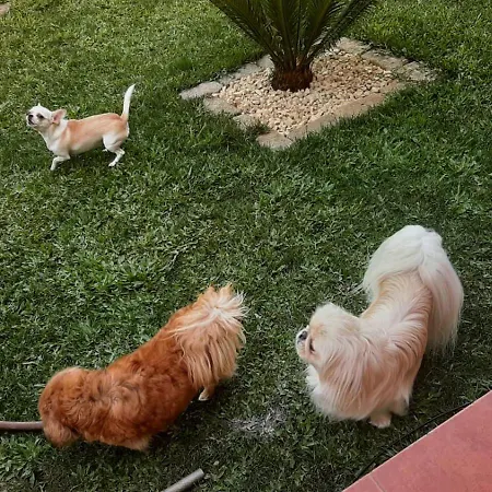 Dom wakacyjny Casa Da Tia Bina